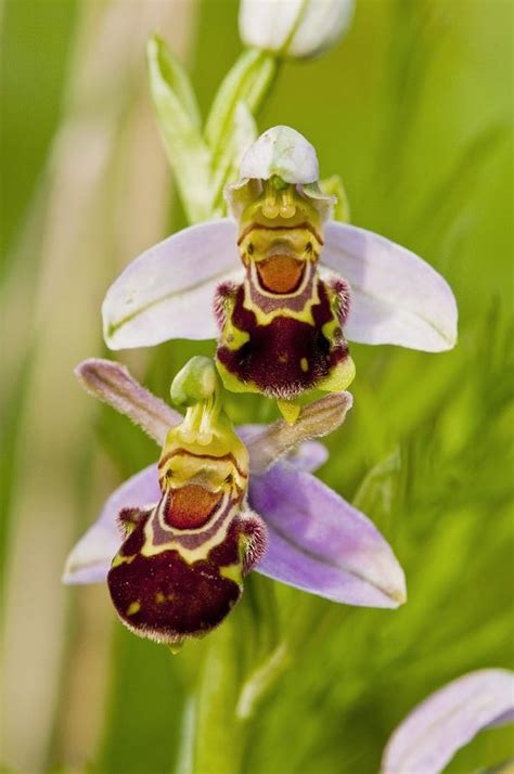 betorchid,Ophrys apifera 